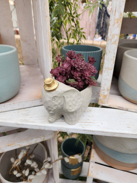 PLANT ‘ER HERE Edward The Elephant