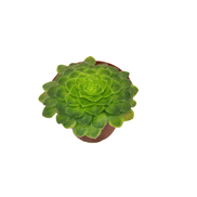 CACTUS EN LIGNE 2.5