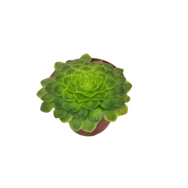 CACTUS EN LIGNE 2.5" ASSORT Succulents