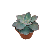 CACTUS EN LIGNE 2.5