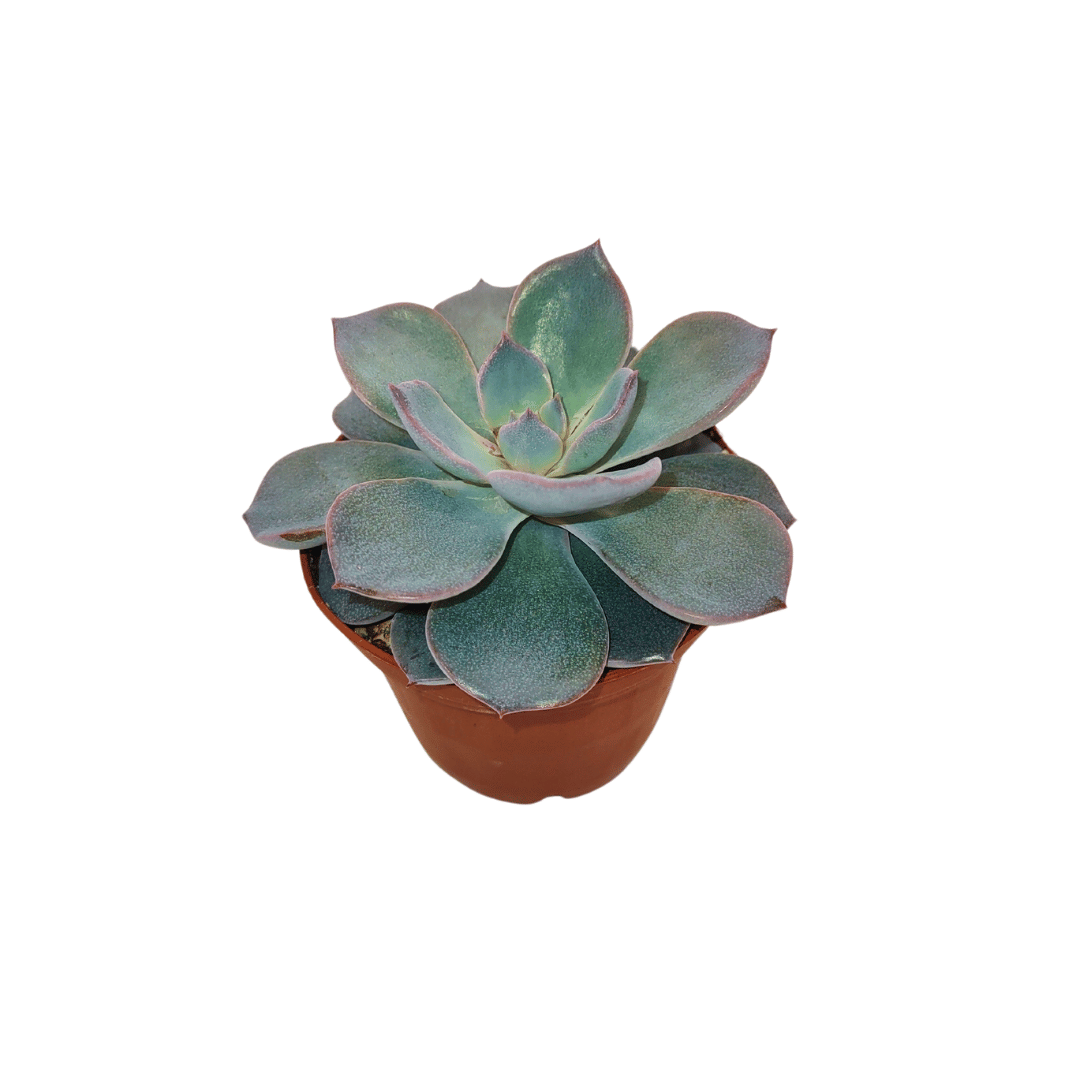 CACTUS EN LIGNE 2.5