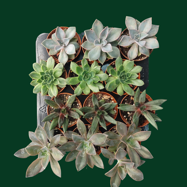 CACTUS EN LIGNE 2.5" ASSORT Succulents
