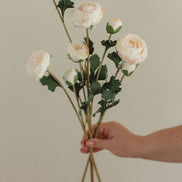 EUCALYPT Ranunculus
