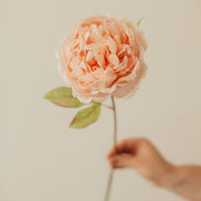 EUCALYPT Large Peony