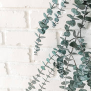 EUCALYPT-Eucalyptus Shower Bundle