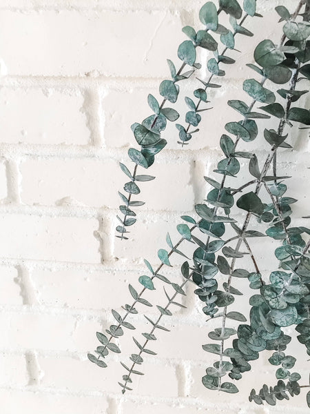 EUCALYPT-Eucalyptus Shower Bundle