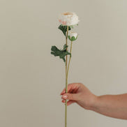 EUCALYPT Ranunculus