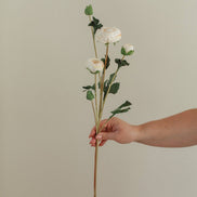 EUCALYPT Ranunculus