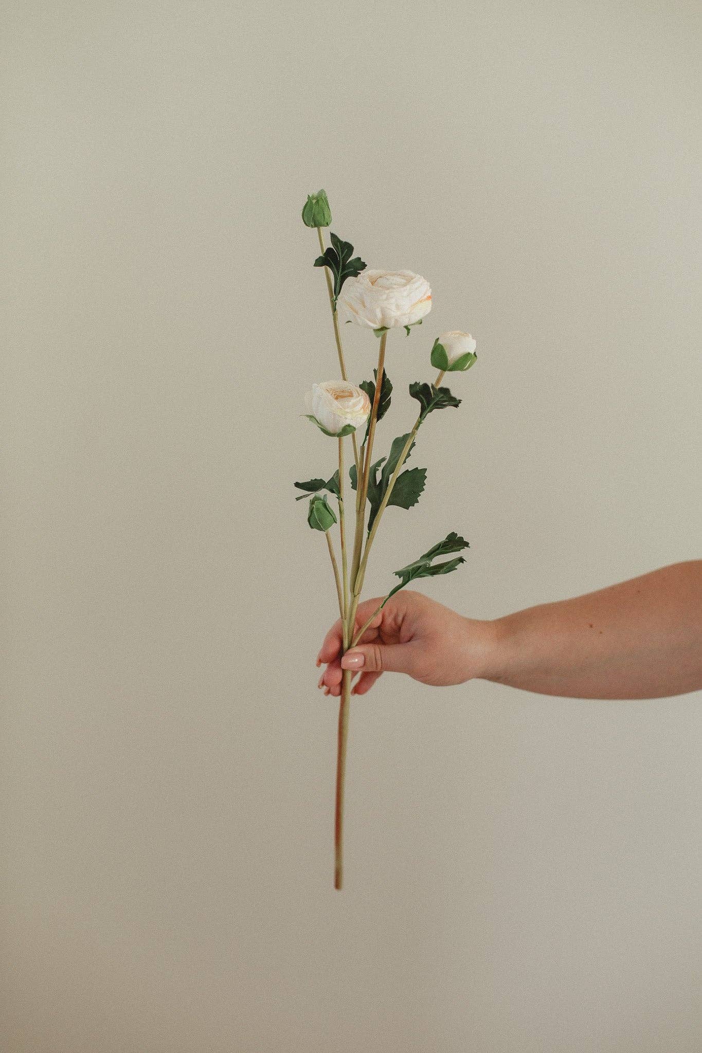 EUCALYPT Ranunculus
