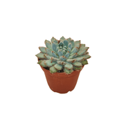 CACTUS EN LIGNE 2.5