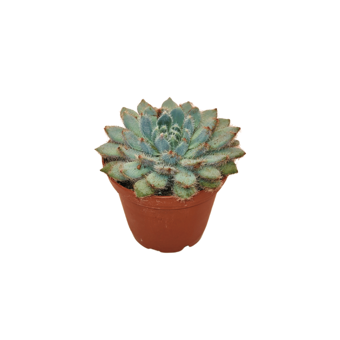 CACTUS EN LIGNE 2.5