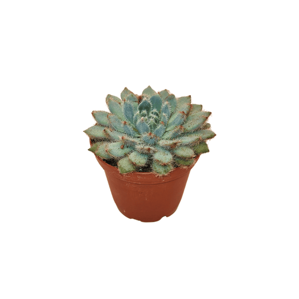 CACTUS EN LIGNE 2.5" ASSORT Succulents