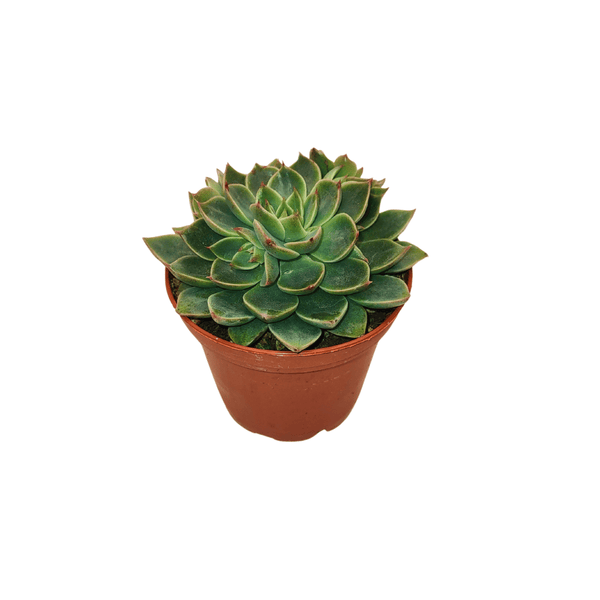 CACTUS EN LIGNE 2.5" ASSORT Succulents