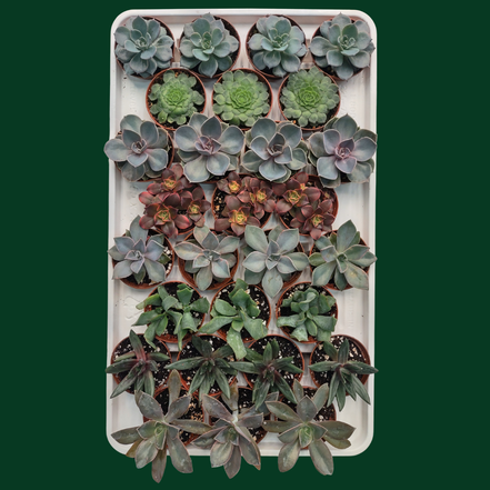 CACTUS EN LIGNE 2.5" ASSORT Succulents