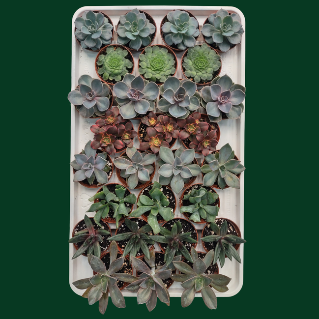 CACTUS EN LIGNE 2.5" ASSORT Succulents