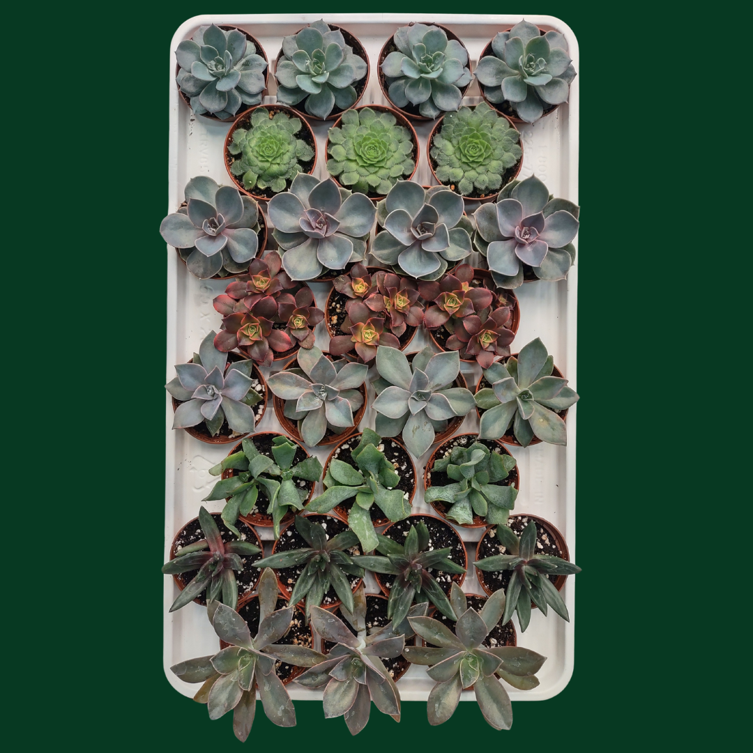 CACTUS EN LIGNE 2.5" ASSORT Succulents