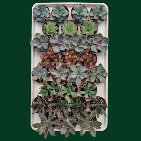 CACTUS EN LIGNE 2.5" ASSORT Succulents