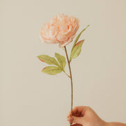 EUCALYPT Large Peony