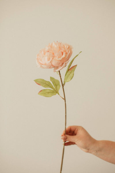 EUCALYPT Large Peony