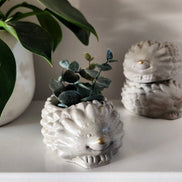 PLANT ‘ER HERE Marley the Hedgehog