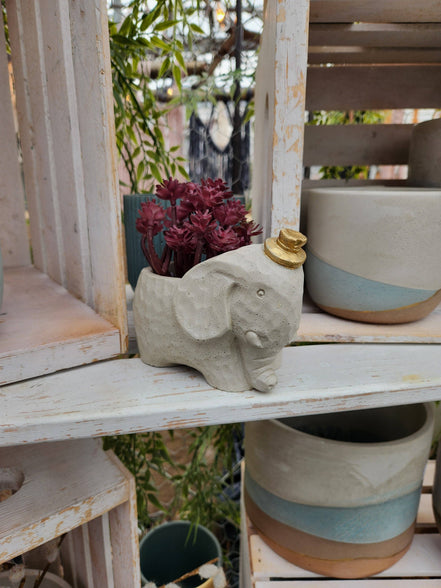 PLANT ‘ER HERE Edward The Elephant