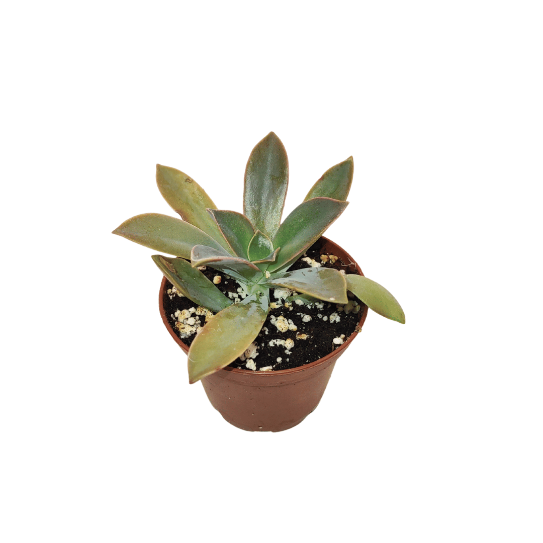 CACTUS EN LIGNE 2.5
