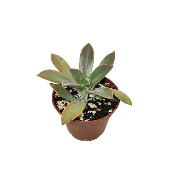 CACTUS EN LIGNE 2.5" ASSORT Succulents