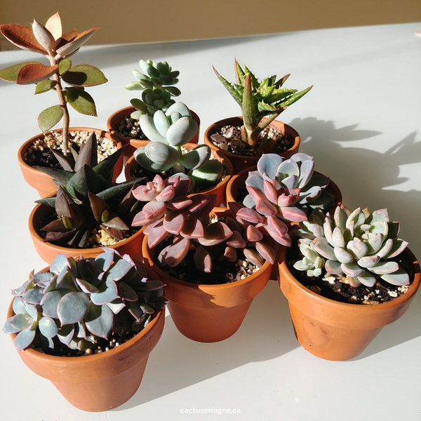 CACTUS EN LIGNE 2.5" ASSORT Succulents