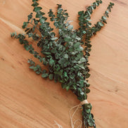 EUCALYPT-Eucalyptus Shower Bundle