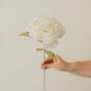 EUCALYPT Large Peony