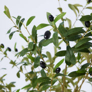 TRUU Artificial Potted Olive Tree, 63