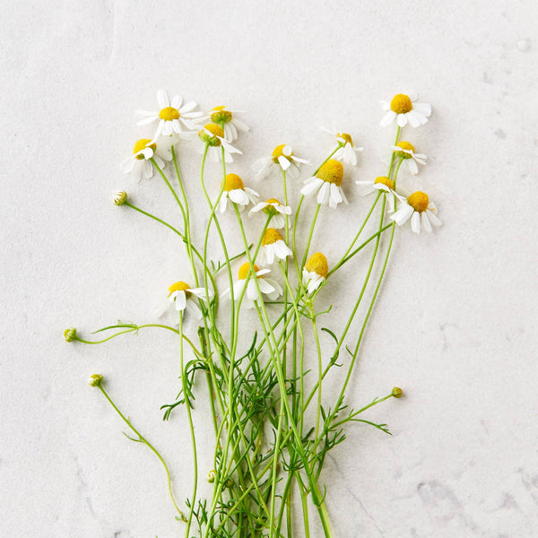 Matter Company Cooling Spray