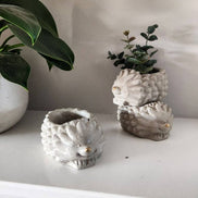 PLANT ‘ER HERE Marley the Hedgehog