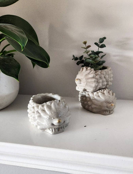 PLANT ‘ER HERE Marley the Hedgehog