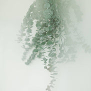 EUCALYPT-Eucalyptus Shower Bundle
